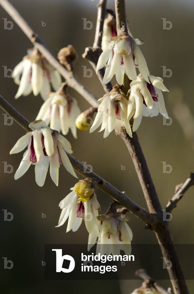 Chimonanthus praecox/Chimonanthe fragrant/Chimonanthe precoce