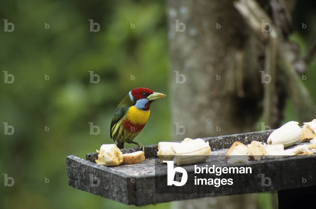 Eubucco versicolor/Cabezon elegant/Versicoloured Barbet