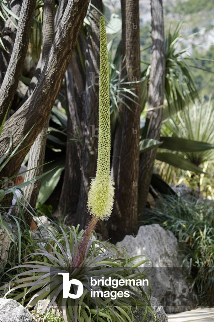 Agave bracteosa