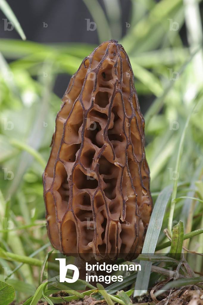 Morchella conica/Morel conical