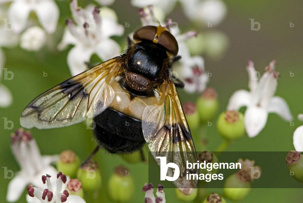 Volucella pellucens/Transparent Volucucella