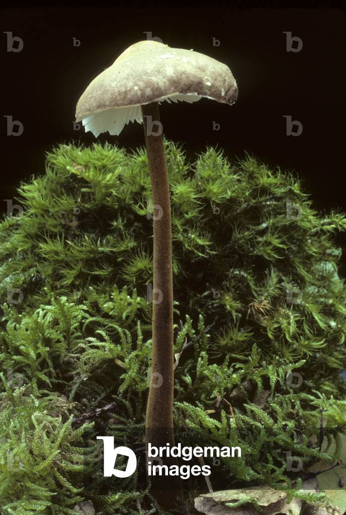 Oudemansiella longipes/Long foot eye drops/Long foot marasmus