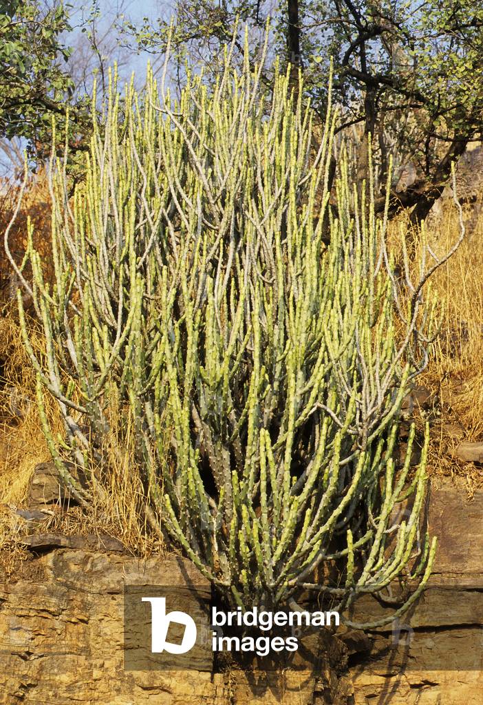 Euphorbia caducifolia/Euphorbia deciduous/Spurge