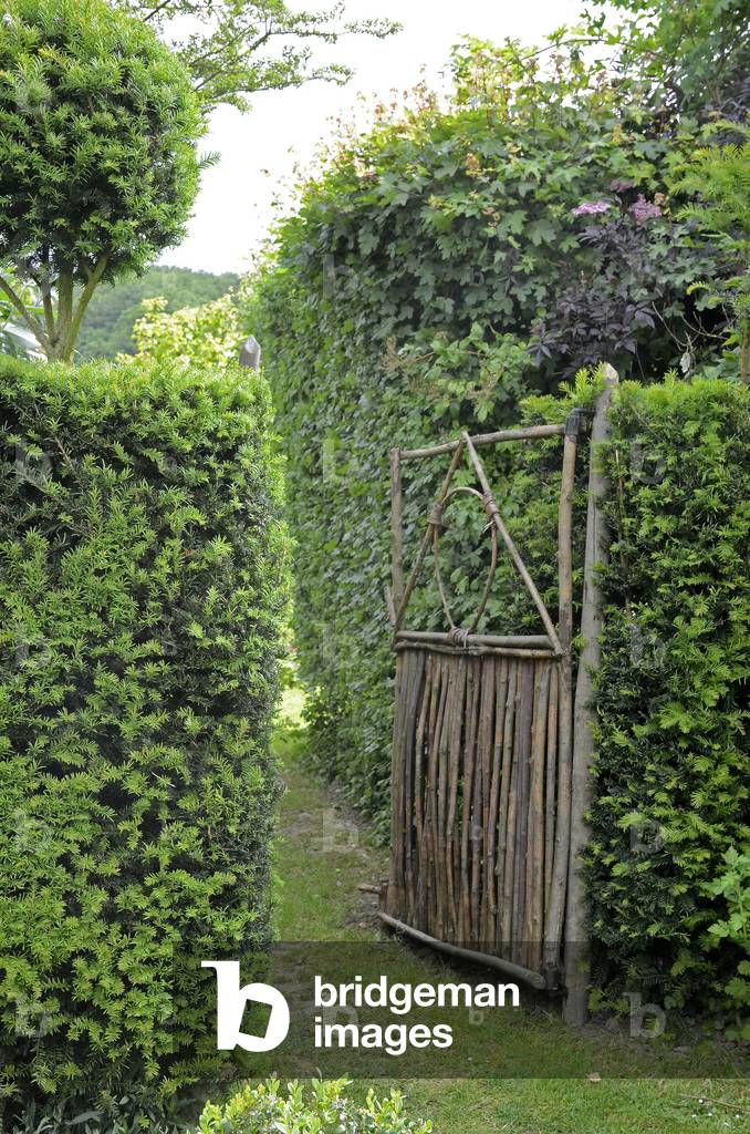 Gardens of the farm of Mont des Recollets/Taxus baccata/If/Cassel/Nord/Nord Pas de Calais/France