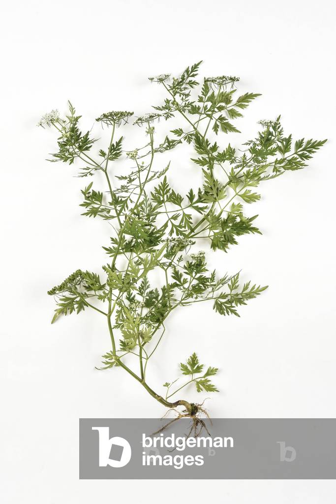 Aethusa cynapium, fool's parsley, fool's cicely, poison parsley