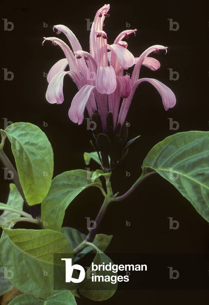 Jacobinia carnea/Justicia carnea/Brazilian Plume