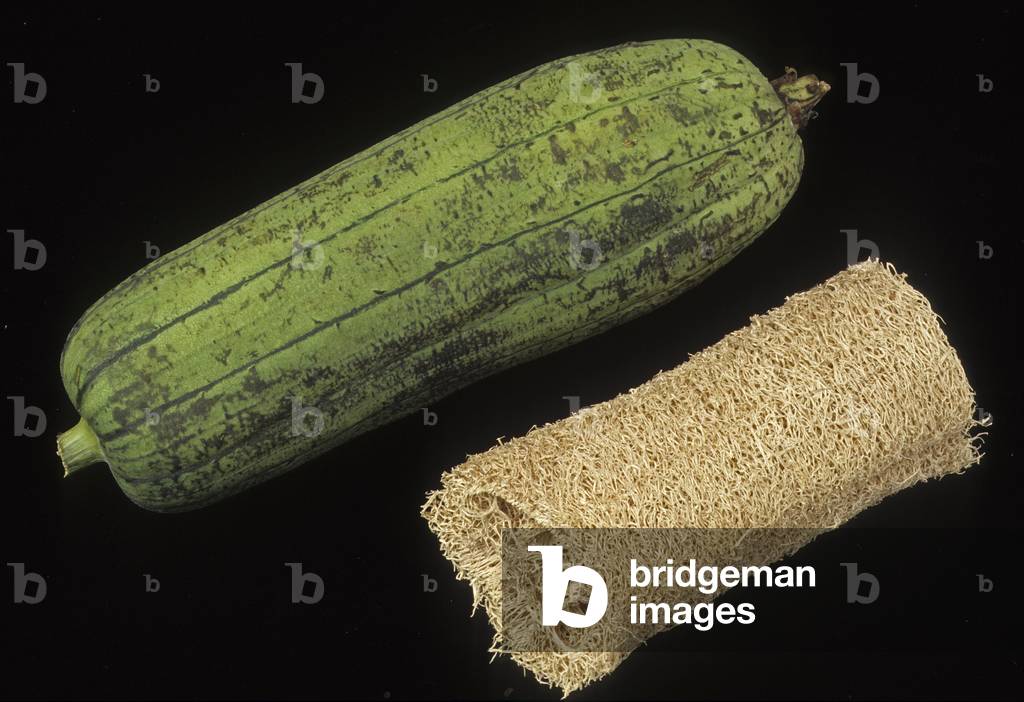 Luffa cylindrica/Vegetable Sponge/Tea Towel Liana/Sponge Gourd