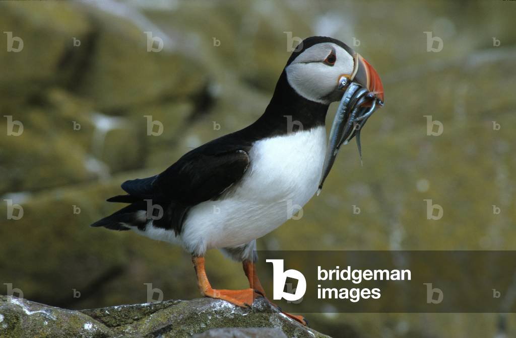 Fratercula arctica/Puffin