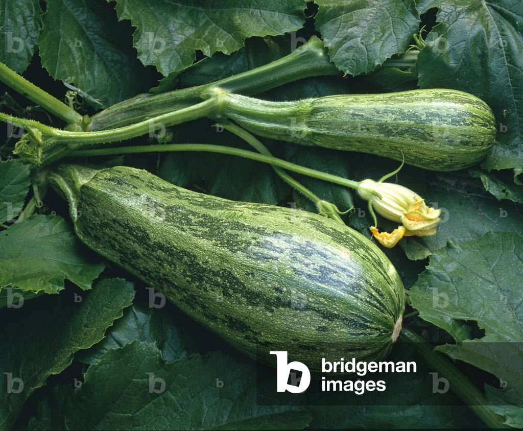 Cucurbita pepo/Courgette 'Altaiskaja'