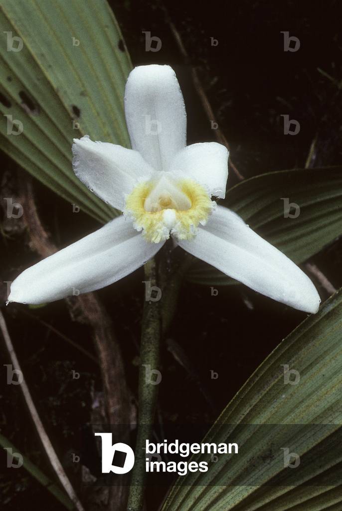 Sobralia virginalis