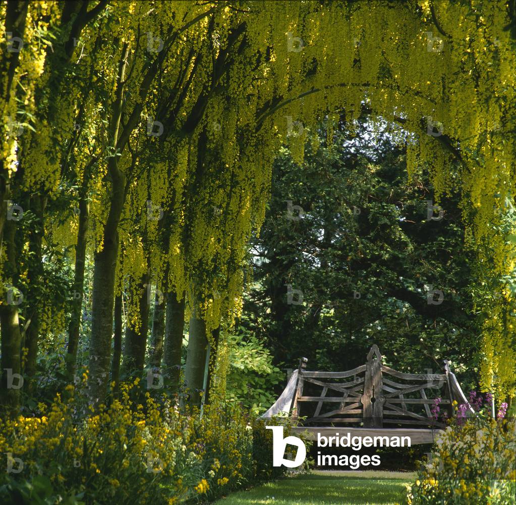 Laburnum x watereri/Cytise/Arbour