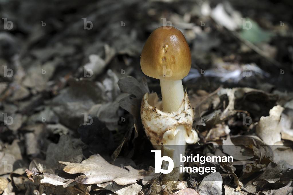 Amanita fulva/Fawn Amanite