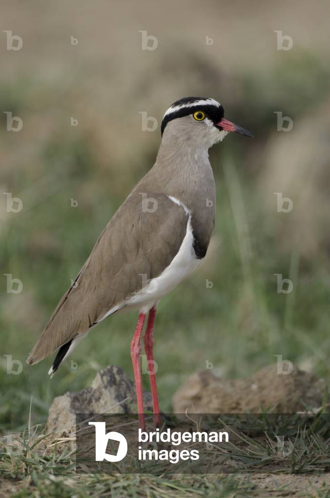 Vanellus coronatus/Crown Lapwing/Crowned Lapwing