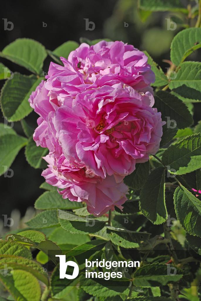 Rosa x Damascena/Damascus Rose/Puteaux Rose