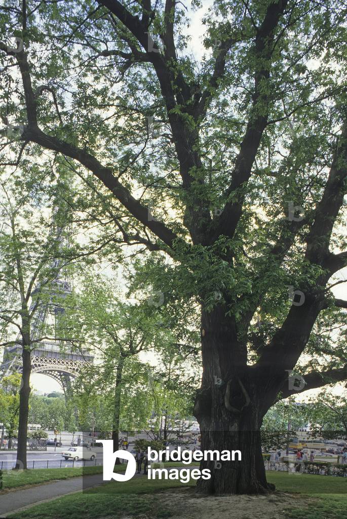 Caucasus Pterocaryer/Pterocarya fraxinifolia/Trocadero/Paris/Seine/Ile de France/France