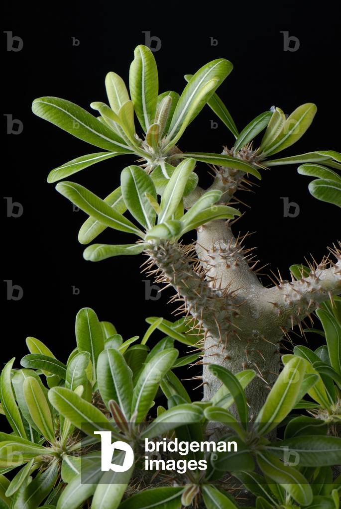 Pachypodium cactipes