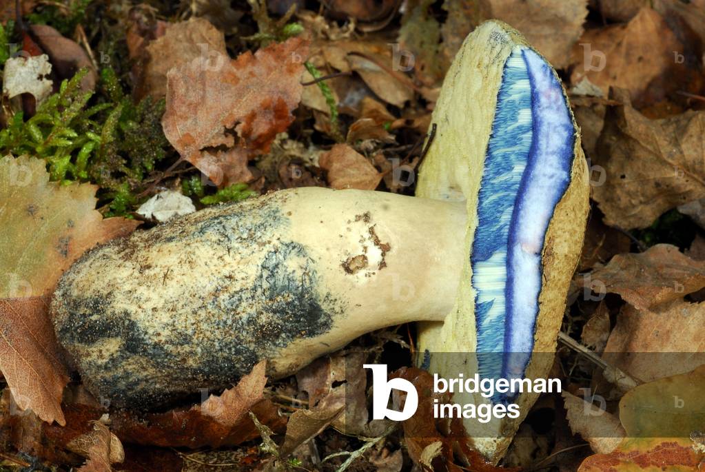 Gyroporus cyanescens/Blueberry Bowl/Blue Wizard