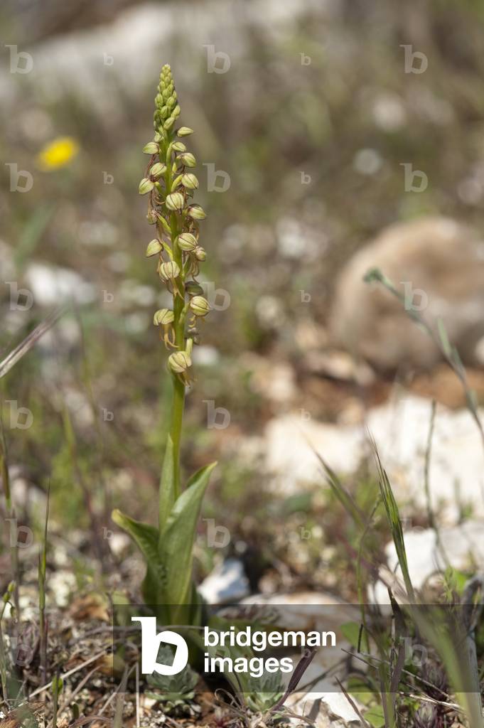 Aceras anthropophorum/Orchis anthropophora/Aceras Man hanged/Man Orchid