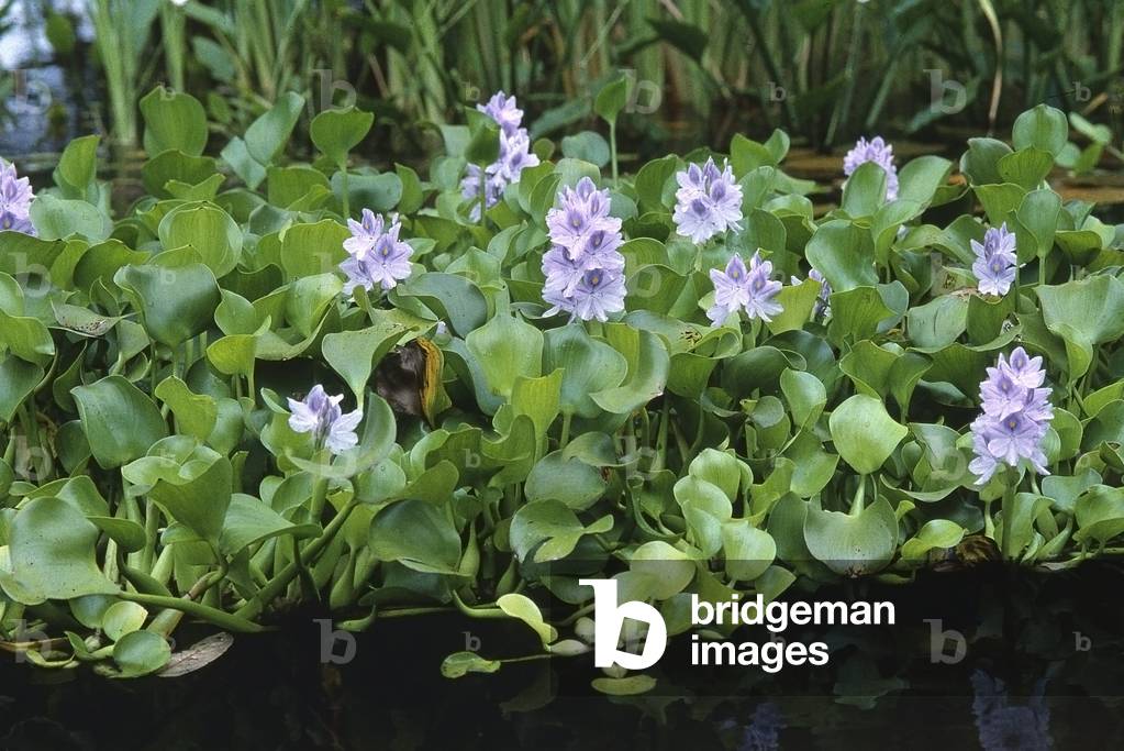 Eichhornia crassips/Water Hyacinth/Water Hyacinth