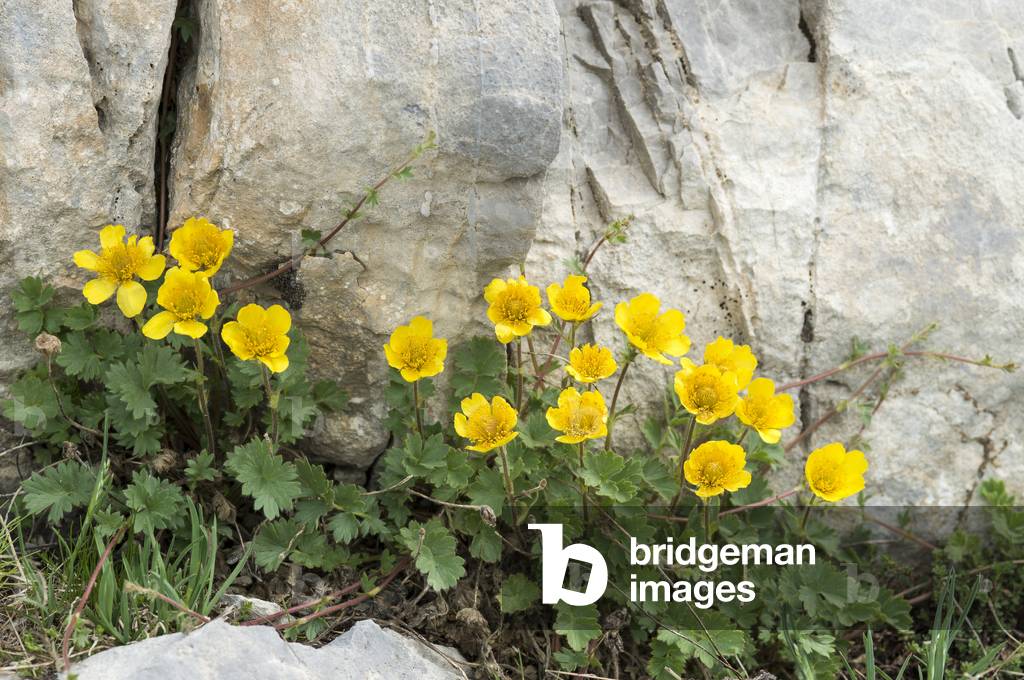 Geum reptans/Creeping Benoite/Creeping Avens