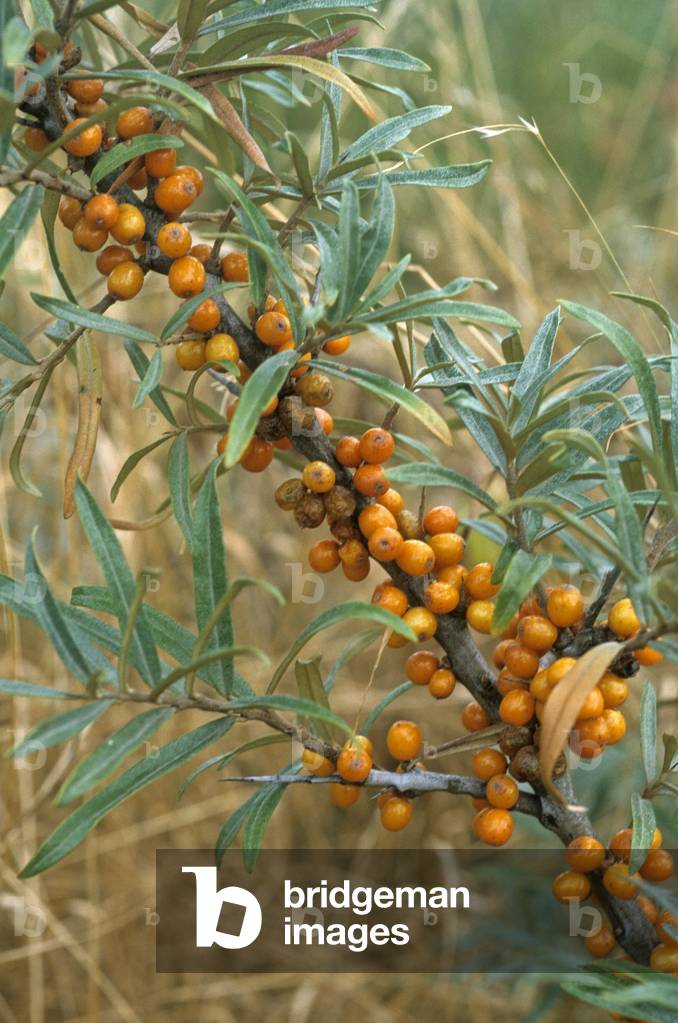 Hippophae rhamnoides/Sea buckthorn