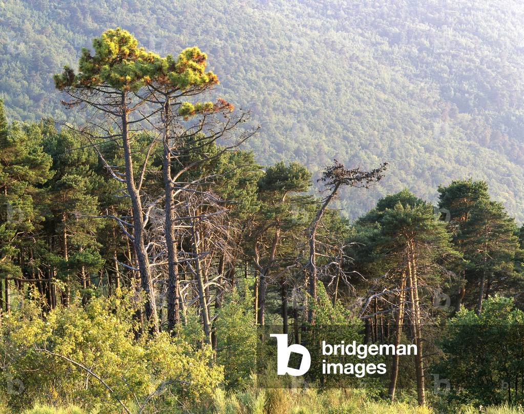 Pinus sylvestris/Scots pine