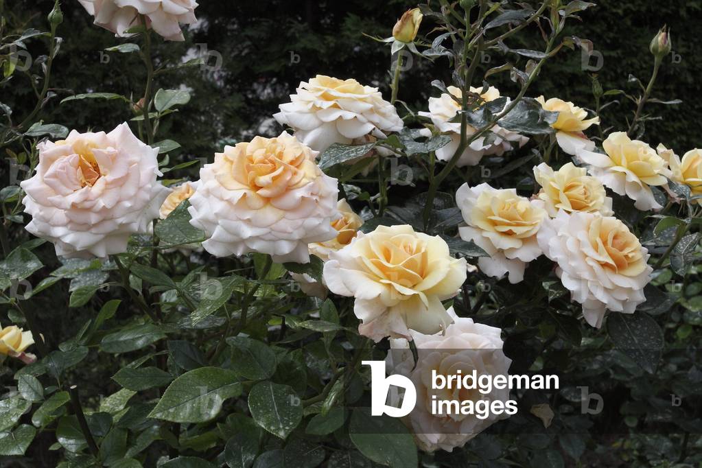 Rosa x/Pink 'Marjoram'