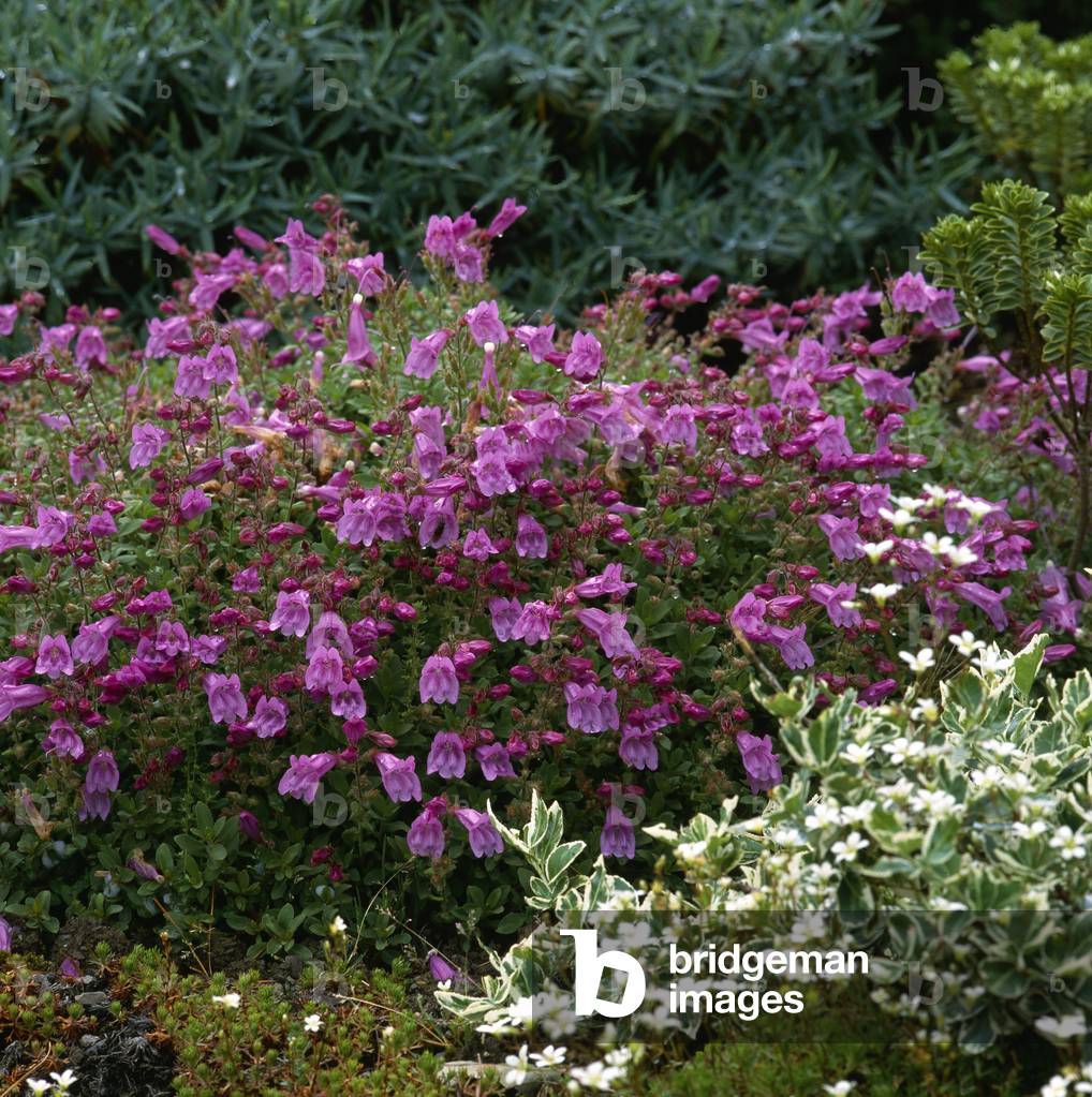 Penstemon newberryi/Penstemon/Mountain Pride