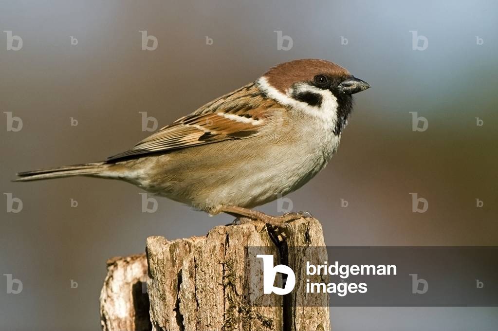 Pass montanus/Sparrow/Tree Sparrow