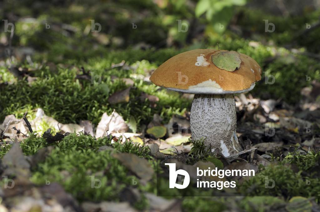 Leccinum aurantiacum/Bowl orange