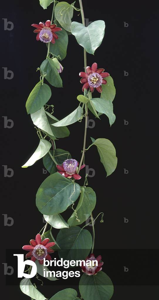 Passiflora alata/Passiflora ailee