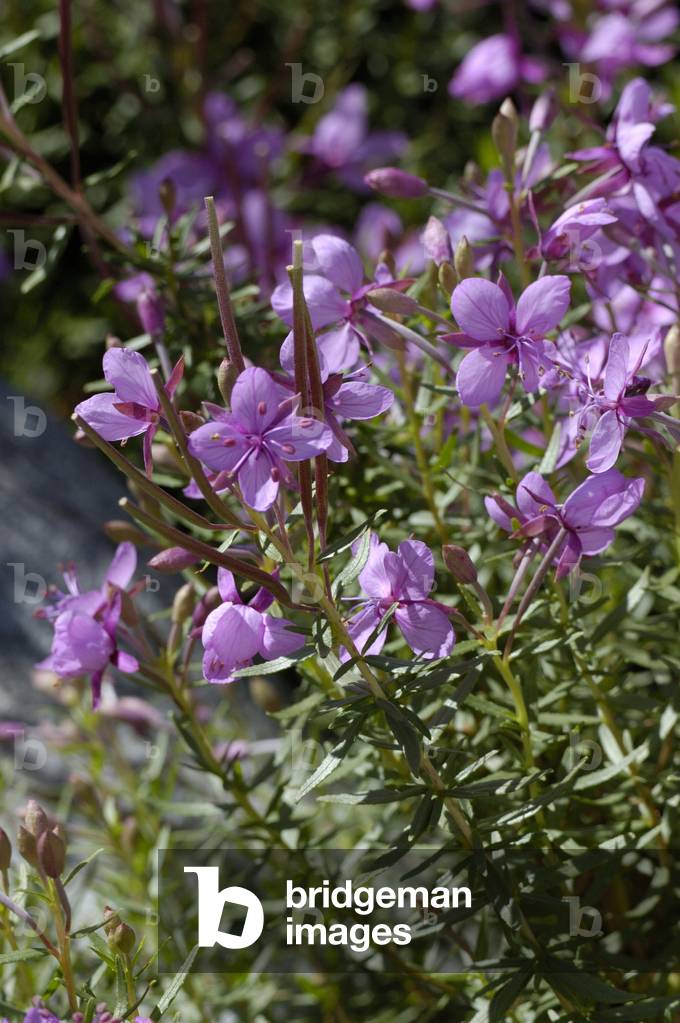 Epilobium fleischeri/Fleischer's Epilobium/Fleischer's Willowherb