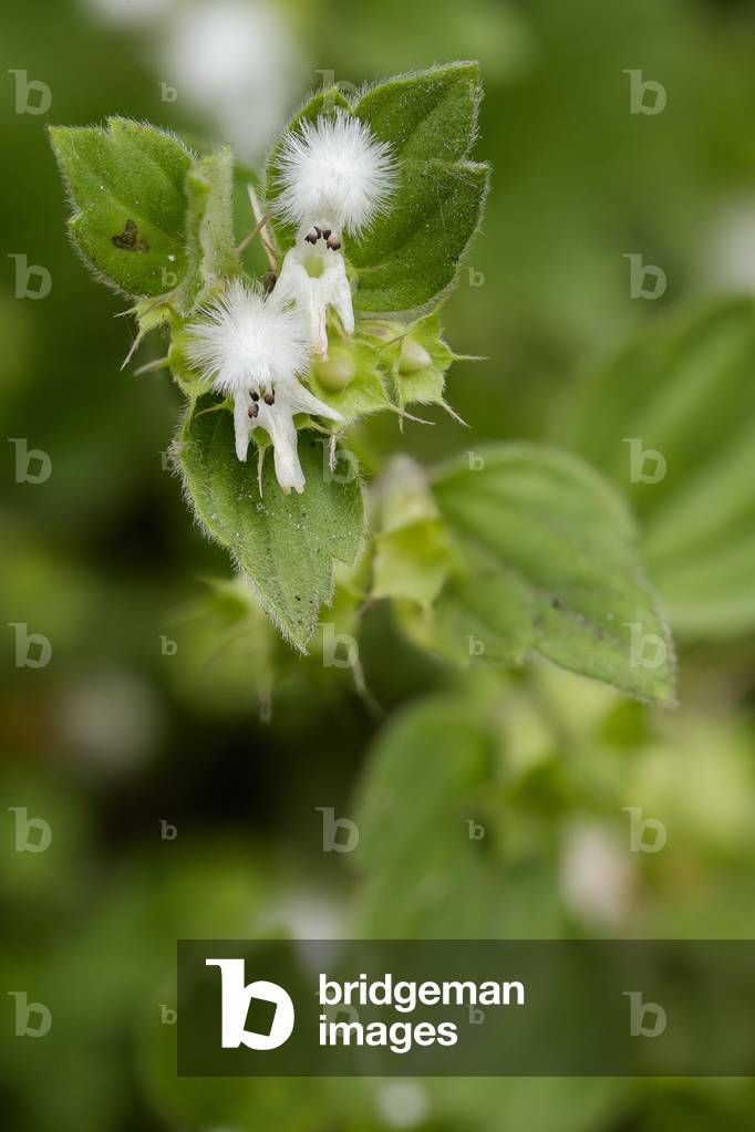 Ballota frutescens/Acanthoprasium frutescens/Bush ballote/Spinous ballote/
