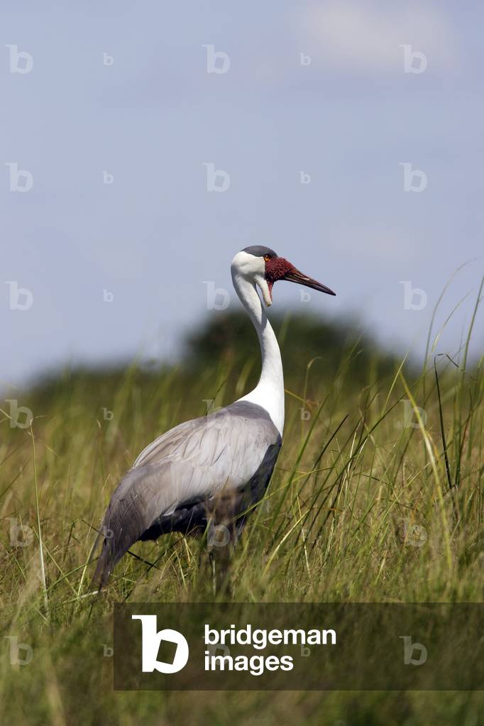 Grus carunculatus/Caronculee Crane/Wattled Crane