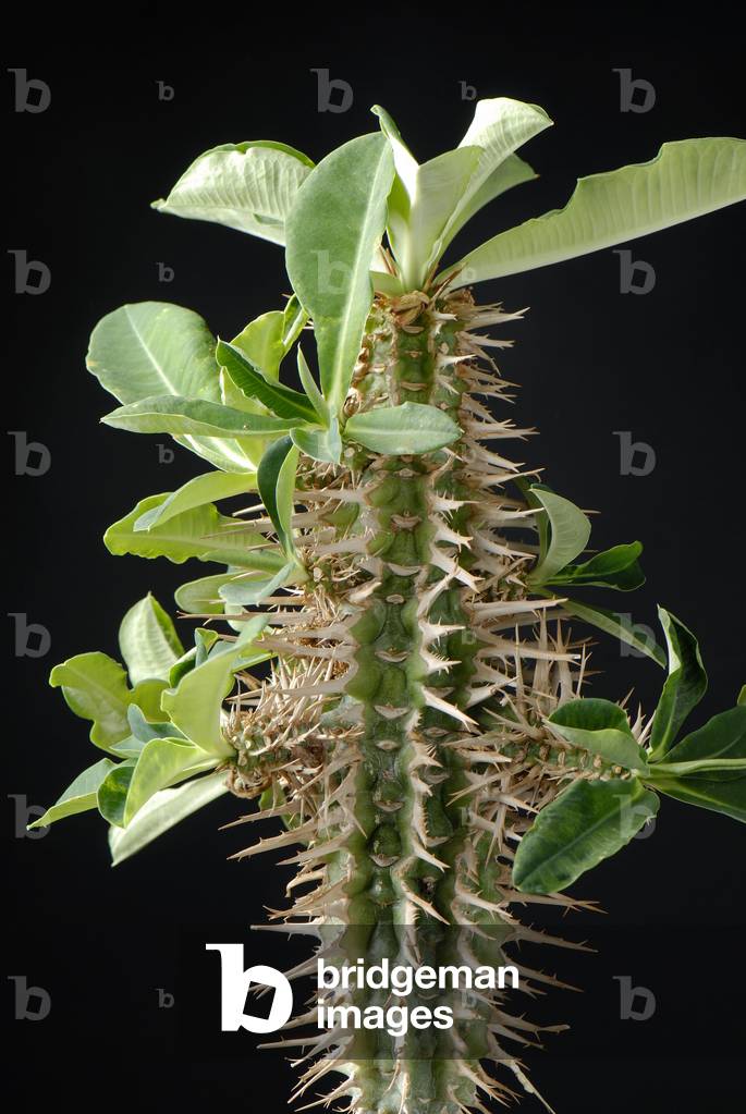 Euphorbia viguieri/Euphorbo