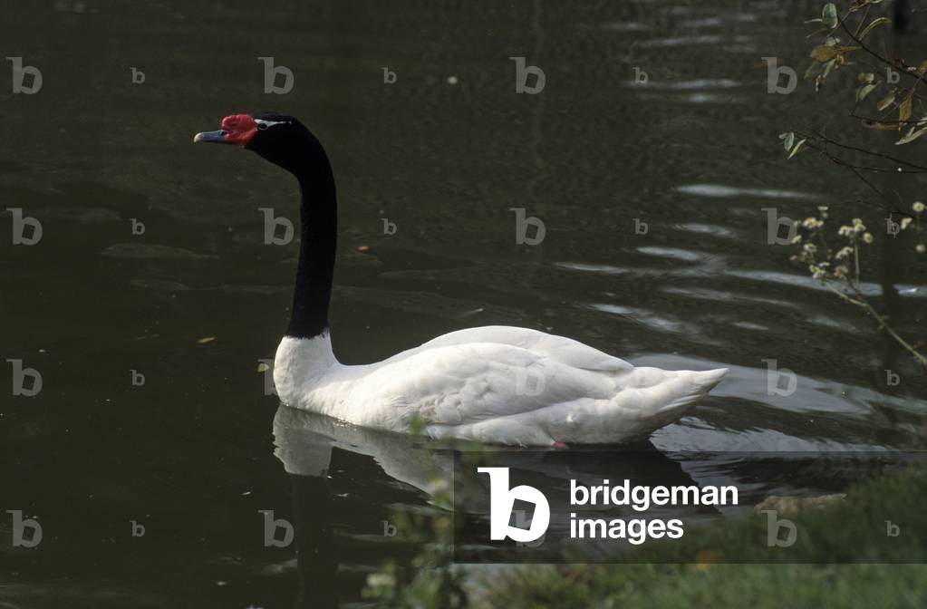 "Cygnus Melancoryphus/Cigni dal collo nero/Cigni a collo nero"