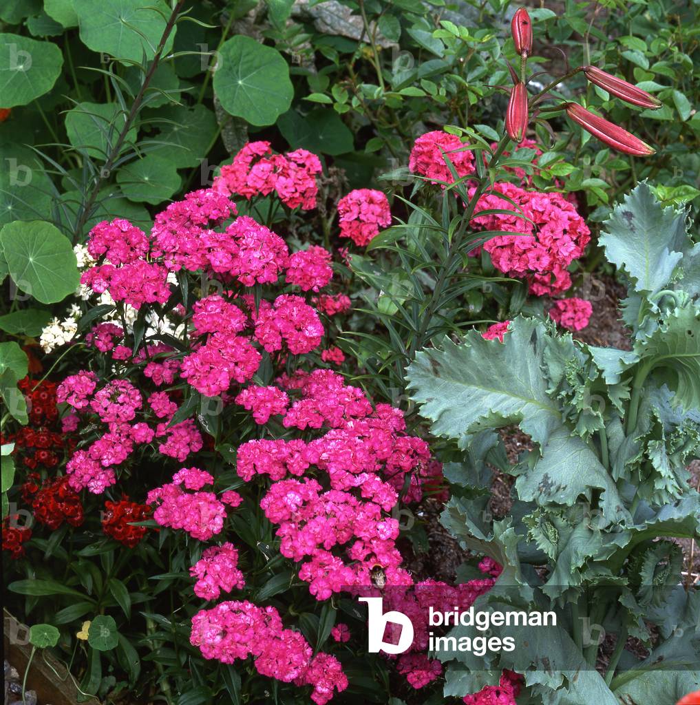 Dianthus sp./Carnation/Pink