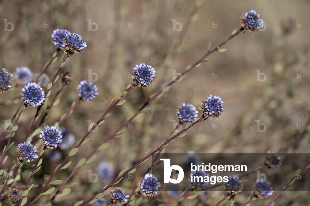 Globularia alypum/Globularia turbith/Sene des Provencaux