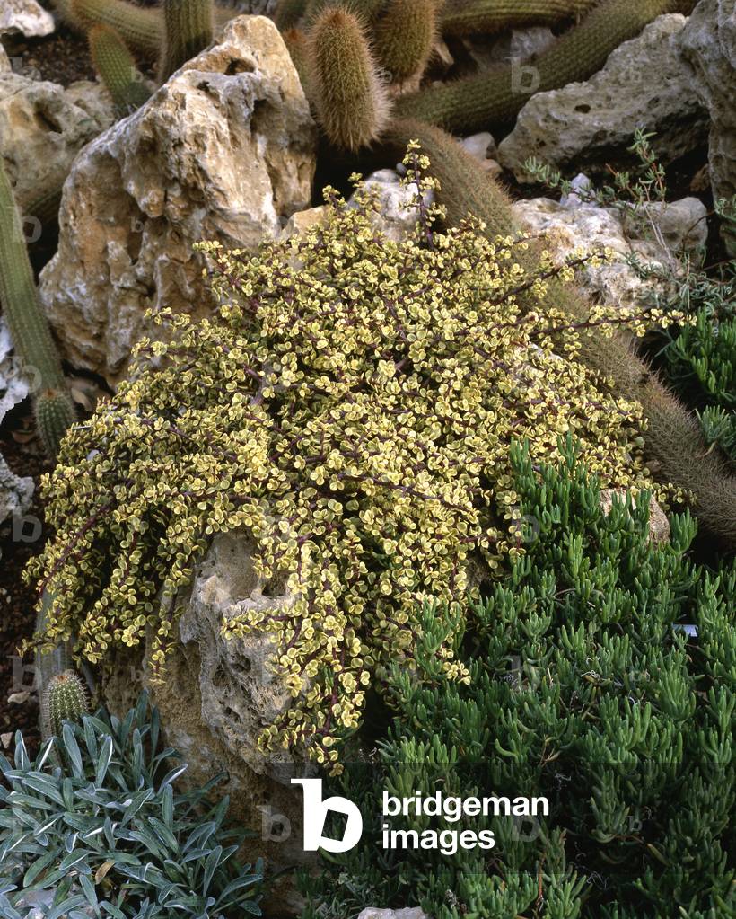 Portulacaria afra/Tree Pursler