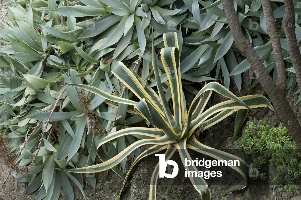 Agave ameriacana cv. albomarginata/Agave american