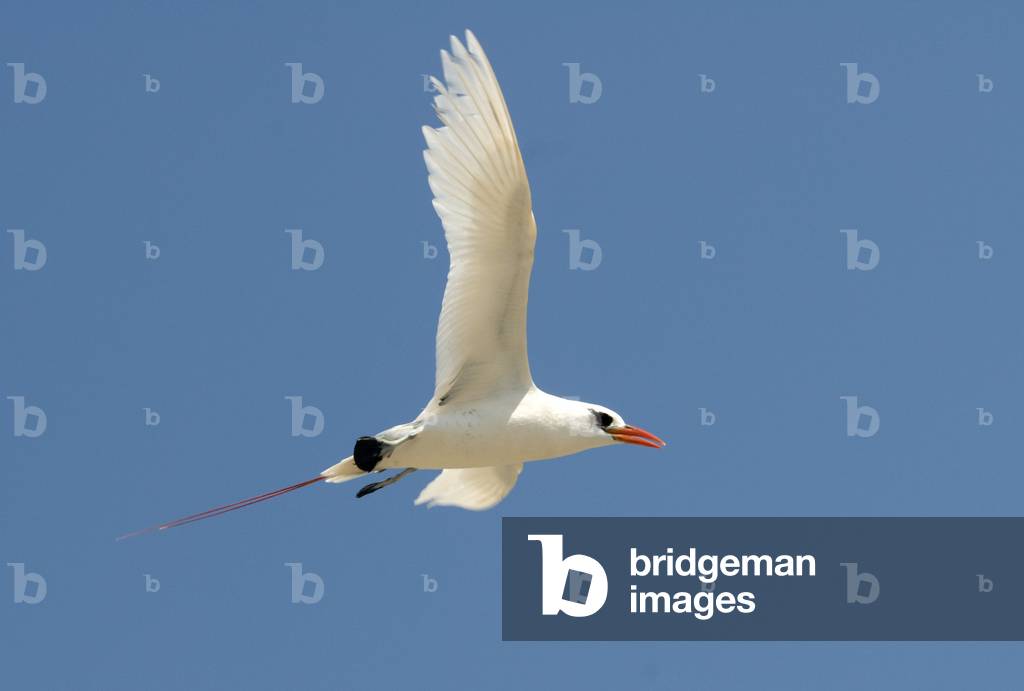 Phaethon rubricauda/Red-stranded Phaeton/Red-stranded Straw/Red Tailed Tropicbird