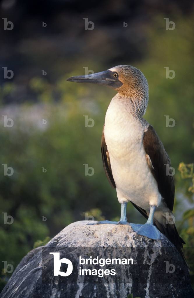Sula nebouxii/Blue Footed/Blue Footed Booby