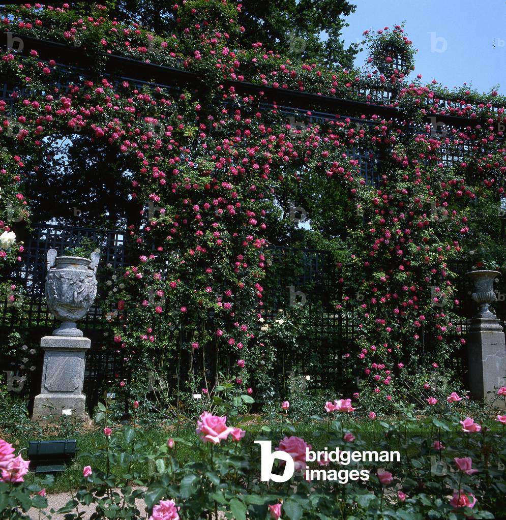 Rosa x/Rose 'Alexandre Girault'