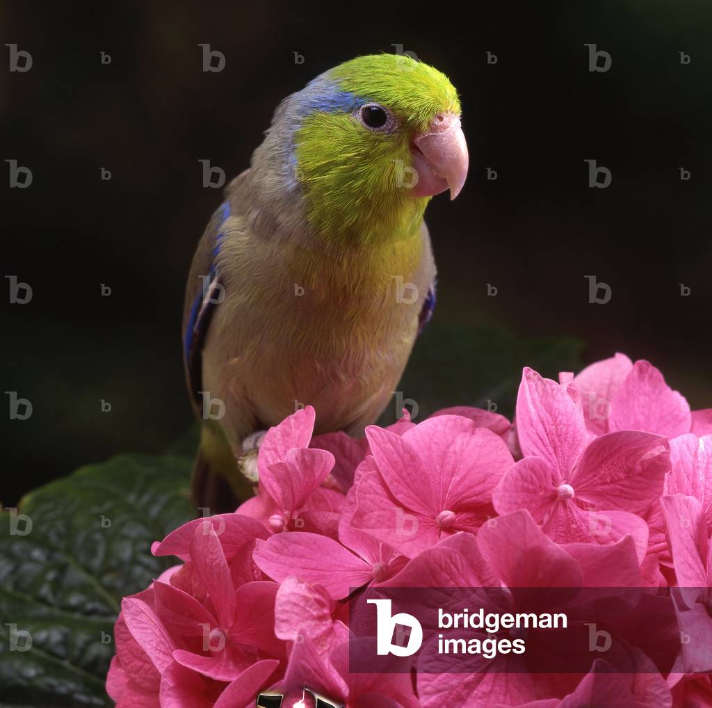 Forpus passerinus/Parakeet Sparrow/Green Rumped Parrotlet