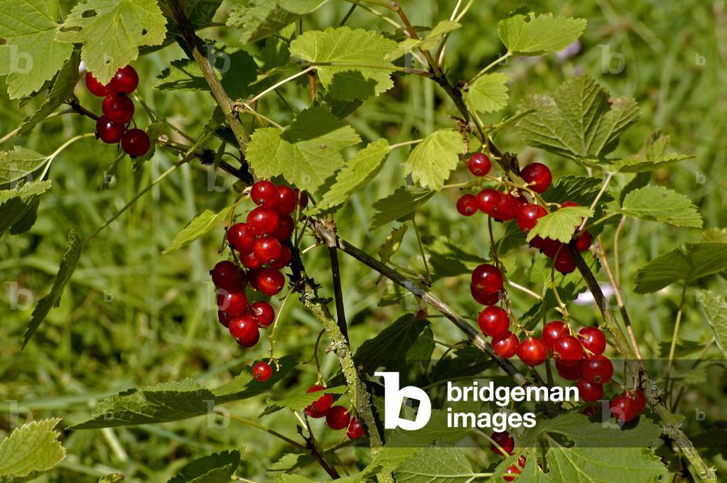 Rubrum Ribes/Red Gooseberry 'Rolan'/Red Gooseberry/Red Currant