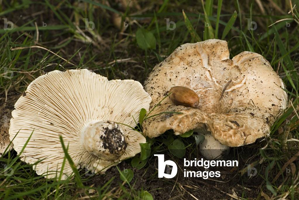 Russula delica/Russule without milk