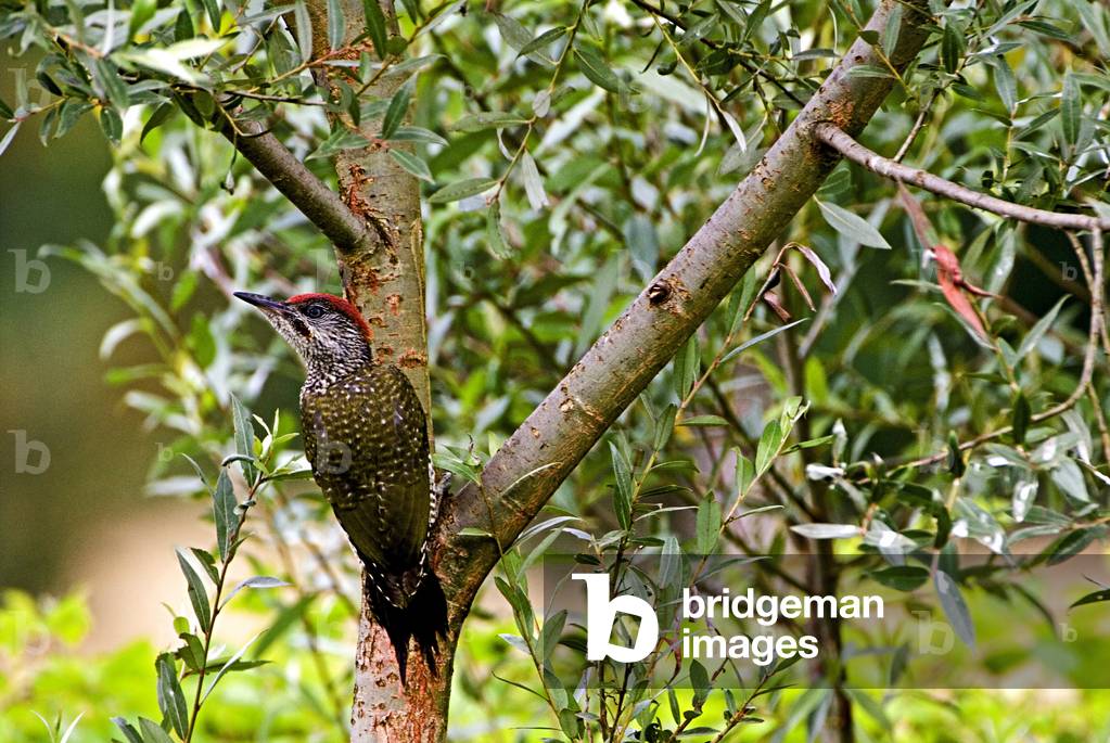 Picus viridis/Green Woodpecker