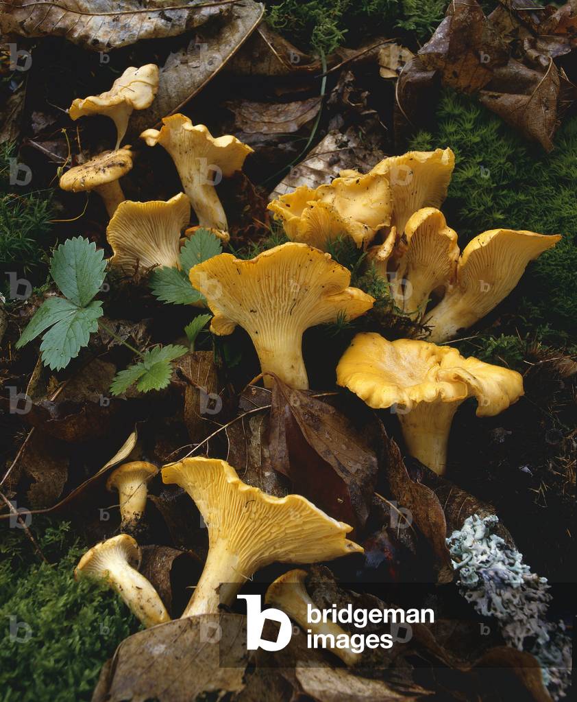 Cantharellus cibarius/Girolla/Chanterelle