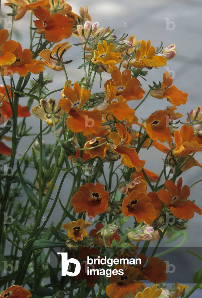 Nemesia strumosa/Nemesie 'Prince of Orange'/Mirror of the Elves