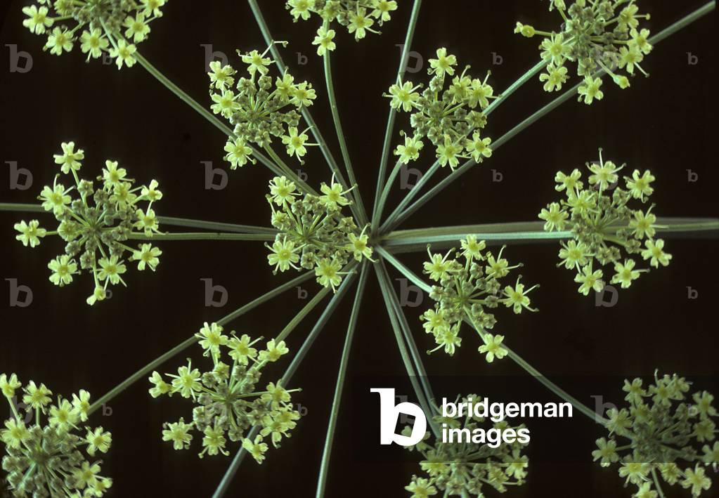 Heracleum spondylium/Spondyle Berce/Hogweed